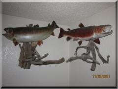 Pair of fish