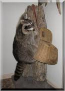 Raccoon & creel