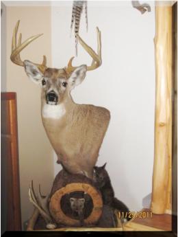 Whitetail, Ebert's squirrel, pine marten