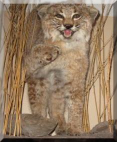 Nice kitty!