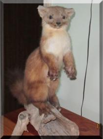 Pine Marten