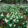 Spring Trilliums